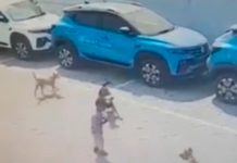 Manada de perros casi devora a indefensa niña frente a su casa en México