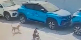 Manada de perros casi devora a indefensa niña frente a su casa en México