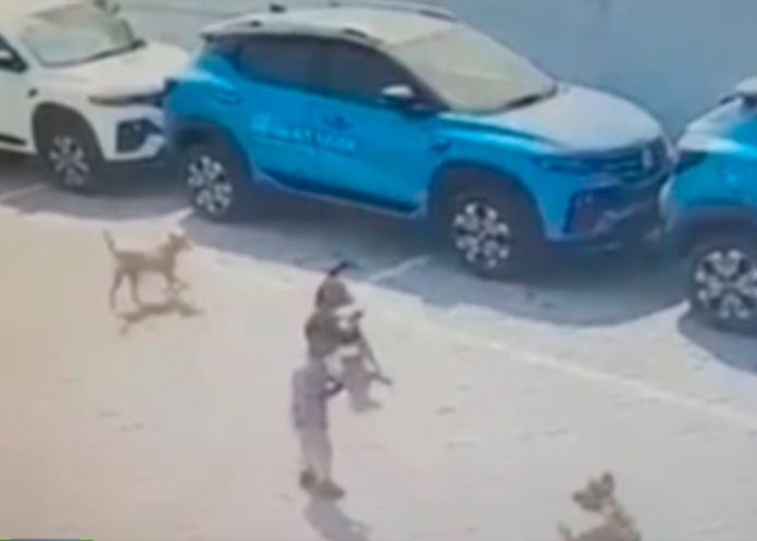 mexico1 Manada de perros casi devora a indefensa niña frente a su casa en México