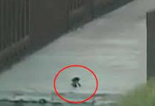 «Coyote» abandonó a un bebé guatemalteco en la frontera de México-EEUU "Coyote" abandonó a un bebé guatemalteco en la frontera de México-EEUU