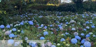 Colorido Campo de las Mil Flores 