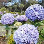 Foto: Abrirán nuevo parque de "Mil Flores" en El Crucero / TN8