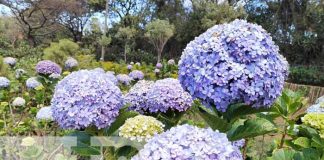 Foto: Abrirán nuevo parque de "Mil Flores" en El Crucero / TN8