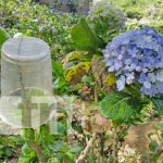 ¡Puercos! Denuncian a gente «cochina» que ensucia el campo Mil Flores Rubí Foto: Quejas por basura que deja la gente en el campo Mil Flores Rubí / TN8