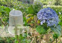 ¡Puercos! Denuncian a gente «cochina» que ensucia el campo Mil Flores Rubí Foto: Quejas por basura que deja la gente en el campo Mil Flores Rubí / TN8