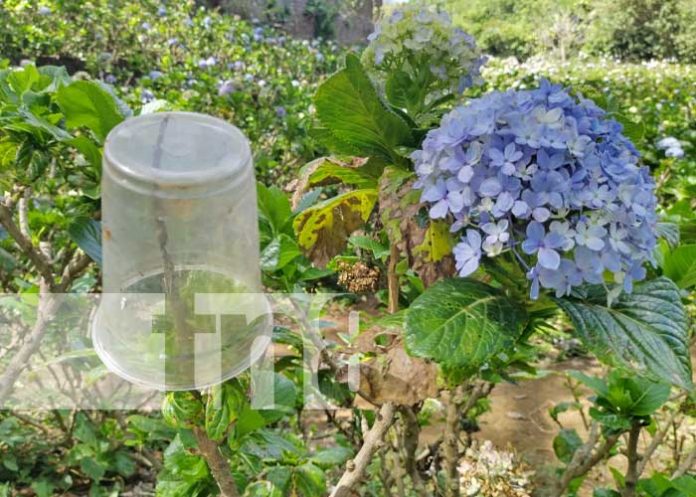 Foto: Quejas por basura que deja la gente en el campo Mil Flores Rubí / TN8