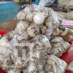 Foto: Venta de huevos de Paslama en Managua / TN8