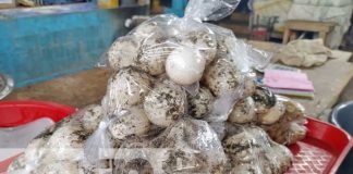 Foto: Venta de huevos de Paslama en Managua / TN8