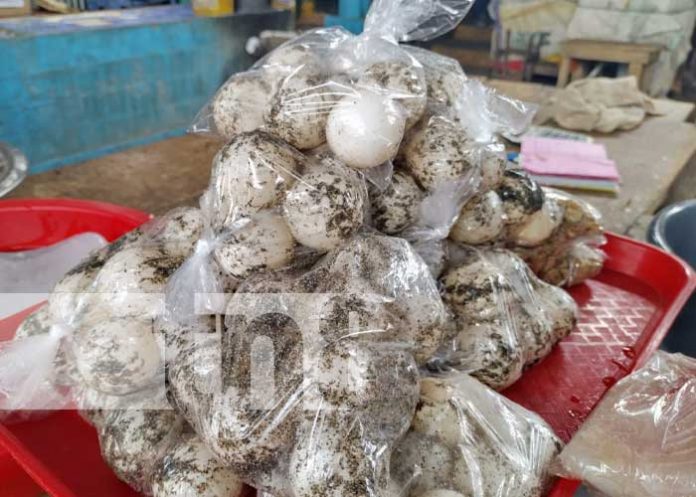 pasla-2 Foto: Venta de huevos de Paslama en Managua / TN8