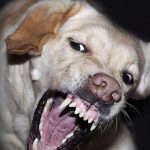 Feroz ataque de perros casi le cuesta la vida a un ladrón en Managua Foto: Ataque de perros a un presunto ladrón en Las Sierritas, Managua / TN8