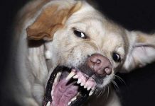 Foto: Ataque de perros a un presunto ladrón en Las Sierritas, Managua / TN8