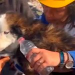 Tras semanas del devastador en Turquía sacan a un perro de entre los escombros