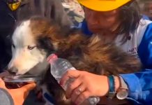 Tras semanas del devastador en Turquía sacan a un perro de entre los escombros Tras semanas del devastador en Turquía sacan a un perro de entre los escombros