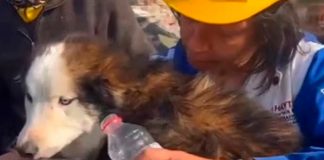 Tras semanas del devastador en Turquía sacan a un perro de entre los escombros