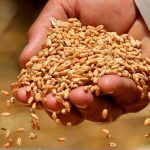 Desmantelan en Ucrania una red que exigía dinero por la exportación de granos Desmantelan en Ucrania una red que exigía dinero por la exportación de granos