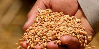 Desmantelan en Ucrania una red que exigía dinero por la exportación de granos