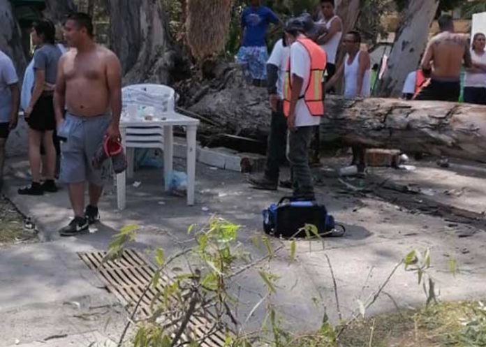 Foto: Bebé de 11 meses muere al derrumbarse un árbol en balneario de Comanjilla, México / Cortesía