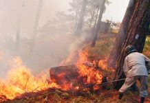 33.000 hectáreas afectadas por incendios forestales en Honduras Foto: 33.000 hectáreas afectadas por incendios forestales en Honduras / Cortesía