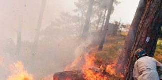 Foto: 33.000 hectáreas afectadas por incendios forestales en Honduras / Cortesía