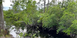 Hallan cuerpo dentro en vehículo sumergido que podría ser de un maestro en Florida