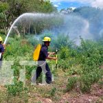 Incendio de maleza y madera seca en predio montoso casi alcanza viviendas en Somoto Bomberos Unidos al pie del cañón en Somoto