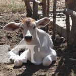 MAG visita a pequeño productor de ganado bovino y porcino en Nandaime