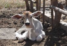 MAG visita a pequeño productor de ganado bovino y porcino en Nandaime MAG visita a pequeño productor de ganado bovino y porcino en Nandaime