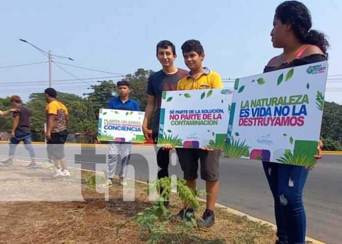 “Por más sombra y oxígeno” juventud sandinista siembra árboles
