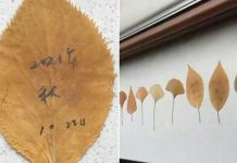 Una mujer escribe a su difunto esposo en hojas de otoño y conmueve a la Red