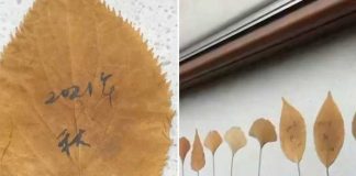 Una mujer escribe a su difunto esposo en hojas de otoño y conmueve a la Red