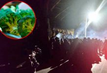 ¡Sin perdón! Robó brócoli para calmar el hambre y lo golpearon hasta morir Linchan a hombre de México que robó brócoli por hambre