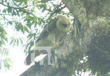 Buscan al polluelo del águila harpía que MARENA encontró en Bosawás