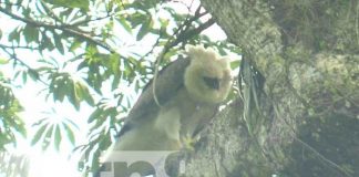 Buscan al polluelo del águila harpía que MARENA encontró en Bosawás