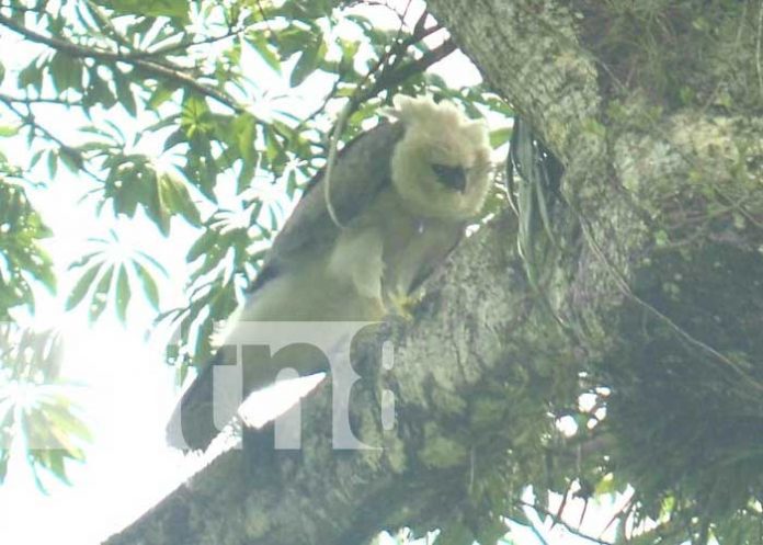 Buscan al polluelo del águila harpía que MARENA encontró en Bosawás