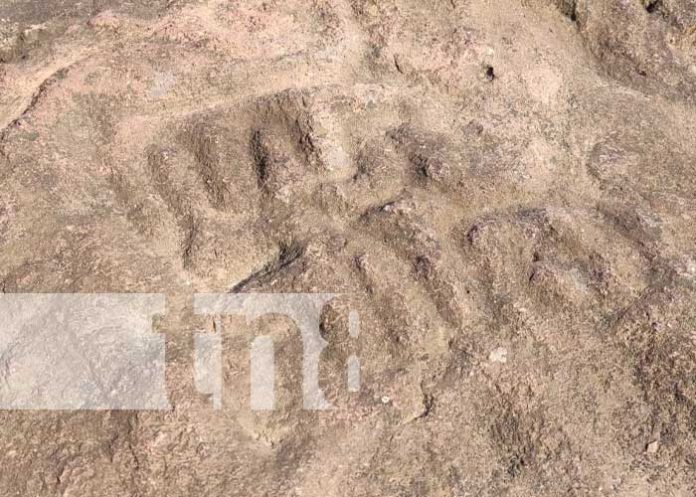 Foto: ¡Impresionante! Encuentran petroglifos en el Caribe Norte de Nicaragua / TN8