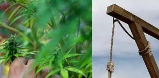 Hombre morirá en la horca por traficar marihuana en Singapur