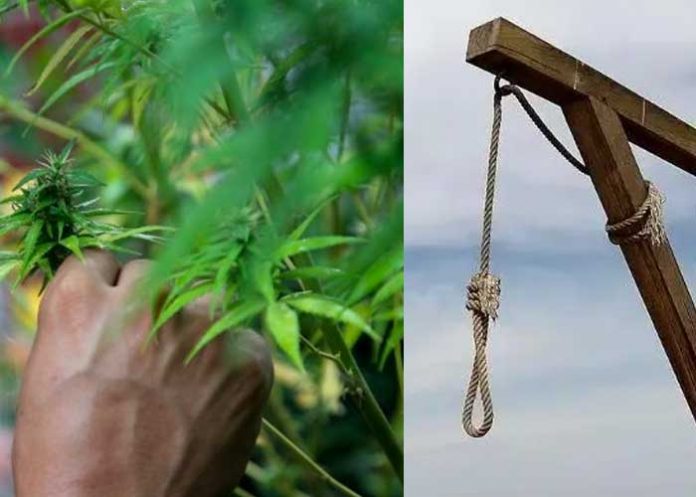 Hombre morirá en la horca por traficar marihuana en Singapur