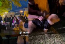 VIDEO: Perrito galán sacude corazones al ser testigo en boda civil Perrito participó como testigo en la boda civil de sus dueños
