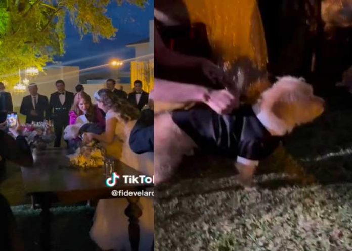 Perrito participó como testigo en la boda civil de sus dueños