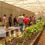INTA capacita a productores para mayor producción de plátano INTA capacita a productores para mayor producción de plátano
