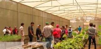 INTA capacita a productores para mayor producción de plátano