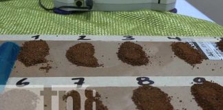 Foto: Concluye tercera etapa de muestras de café para el certamen nacional / TN8