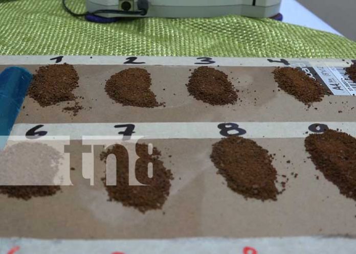 Foto: Concluye tercera etapa de muestras de café para el certamen nacional / TN8