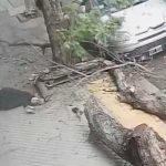 ¡No estaba en la raya! Viva de milagro tras caerle un pesado árbol en Argentina Mujer de Argentina viva de milagro tras caerle un árbol mientras caminaba