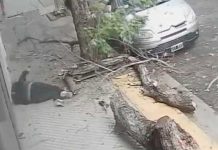 ¡No estaba en la raya! Viva de milagro tras caerle un pesado árbol en Argentina Mujer de Argentina viva de milagro tras caerle un árbol mientras caminaba