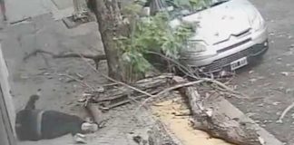 Mujer de Argentina viva de milagro tras caerle un árbol mientras caminaba