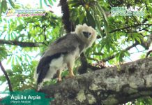 Foto: Encuentran una ave arpía en el Caribe de Nicaragua / MARENA