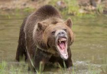 Foto: Imagen de un oso furioso / GETTY