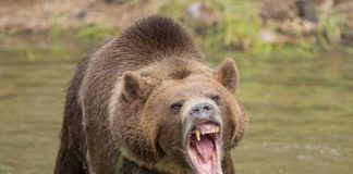Foto: Imagen de un oso furioso / GETTY