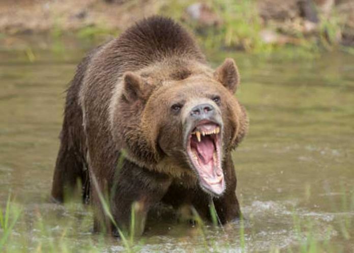 Foto: Imagen de un oso furioso / GETTY